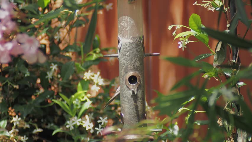 House Finch Eating Seed at Garden Tube Feeder