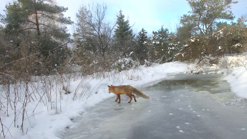 Red fox (Vulpes vulpes) cautiously walks across a frozen stream surrounded by a snow-covered forest in Saaremaa, Estonia. Suitable for nature documentaries or wildlife education.