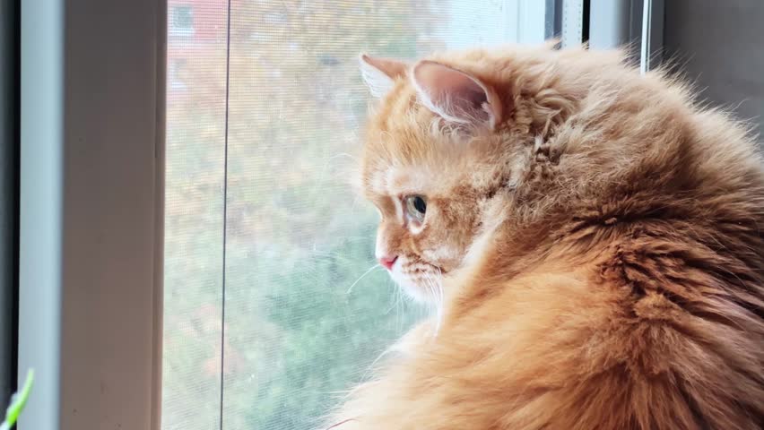 Ginger house cat sitting on the windowsill and looking out the window covered with rainwater drops at the trees with autumn foliage, view close-up while panning
