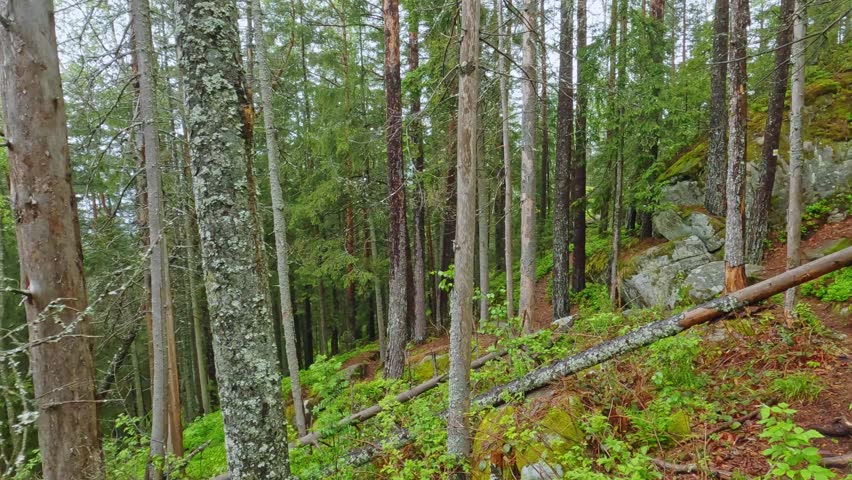 Forest with coniferous and deciduous trees on a mountain slope with rocky outcrops, view while moving forward along the tourist trail at spring rainy day
