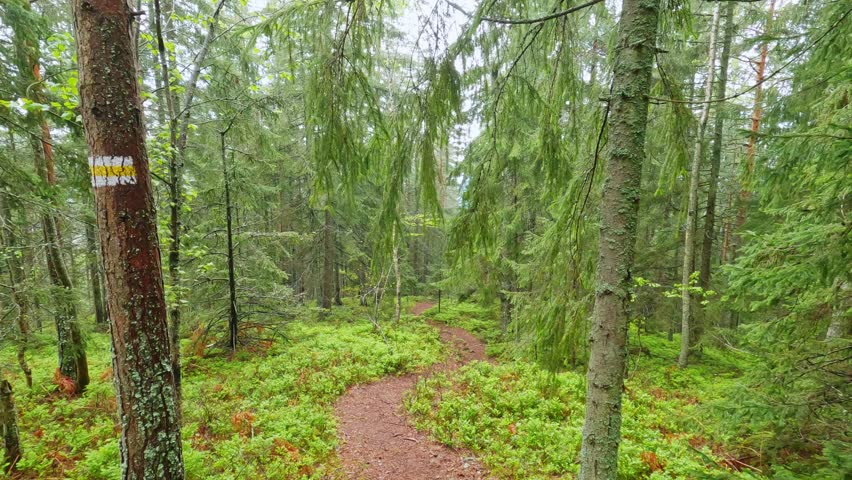 Forest with coniferous and deciduous trees on a mountain slope, view while moving forward down along the wet tourist trail at spring rainy day
