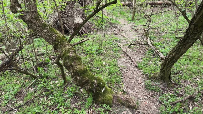 Trunks and roots of the uprooted fallen trees on the ravine slopes in a spring forest at overcast morning, view while moving forward
