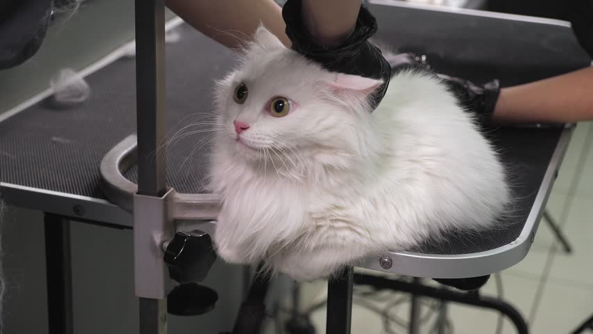 A female veterinarian cuts the claws of a frightened white fluffy cat in a veterinary clinic. We see a close-up of a groomer using a nail clipper to trim the claws of a cat.
