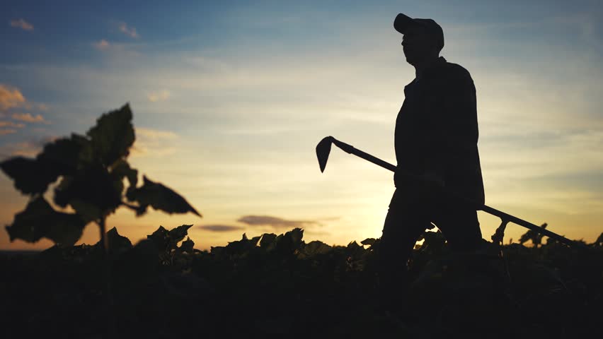 A man stands in a field at sunset, silhouetted by the fading light. The man holds a tool as he surveys the field, surrounded by greenery in the dusk.