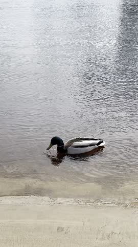 Wild Duck Searching for Food Under Rippling Water
