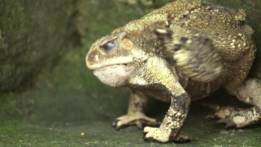 Common Indian Toad resting on the ground, displaying rough textured skin, earthy coloration, and natural amphibian camouflage in a moist habitat.