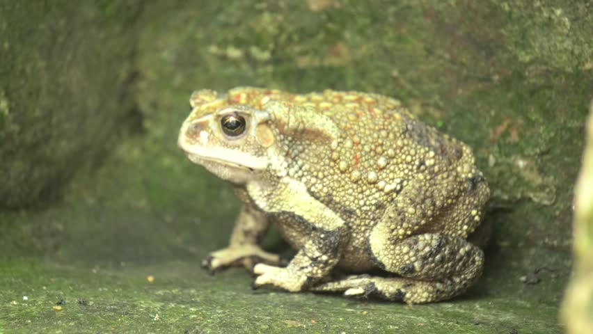 Common Indian Toad resting on the ground, displaying rough textured skin, earthy coloration, and natural amphibian camouflage in a moist habitat.