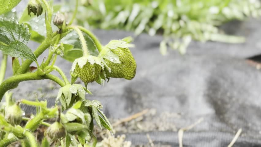 Green unripe strawberry plant with water droplets on leaves and fruit, low-angle close-up on black ground cover