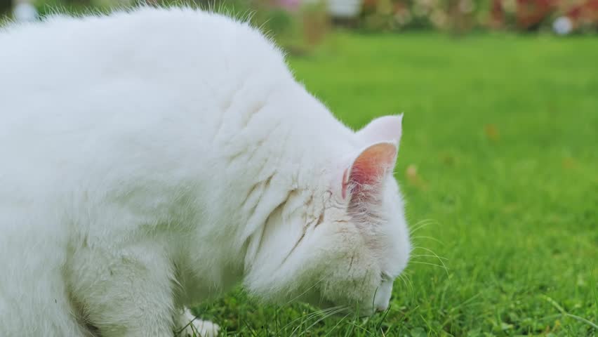 Slow mo close-up, white rural cat sniffing grass after catching prey in garden