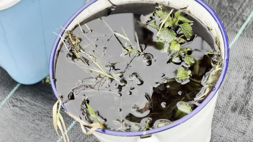 Top view of a plastic bucket filled with dark water and floating green plant leaves, outdoors on a textured surface, suggesting pond water sample or garden water collection.