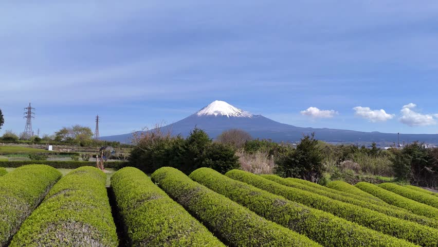 Aerial footage showcasing the coexistence of nature and modern infrastructure in Fuji City, Shizuoka, Japan. The majestic snow-capped Mount Fuji provides a stunning backdrop to vibrant green tea fields, while transmission towers and power lines add industrial elements to the rural landscape. Ideal for documentaries exploring energy, agriculture, and Japanese suburban life.
