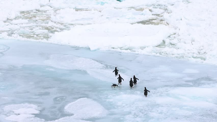 Gentoo penguins (Pygoscelis papua) run across fragmented Antarctic sea ice surrounded by frozen coastal water and drifting pack ice during polar foraging transit, wide tracking wildlife shot.