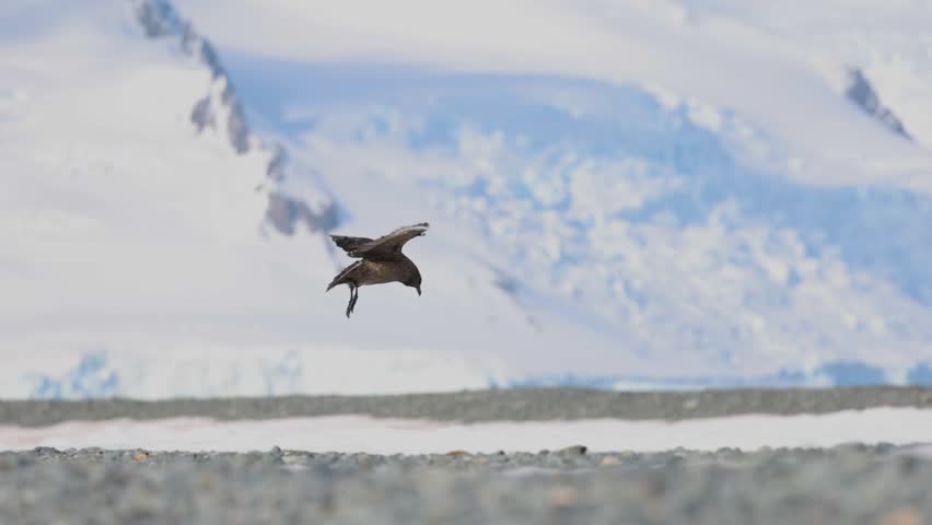 Antarctic skua (Stercorarius maccormicki) lands on frozen coastal terrain beside snowy Antarctic mountains and icy shoreline habitat during polar summer activity, slow motion wildlife shot