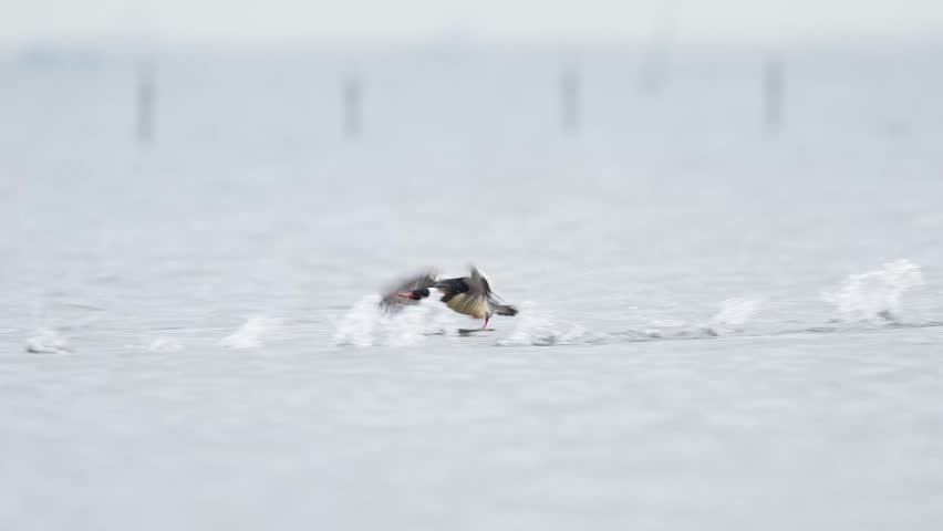 Male Red-breasted Merganser taking off (slow motion)