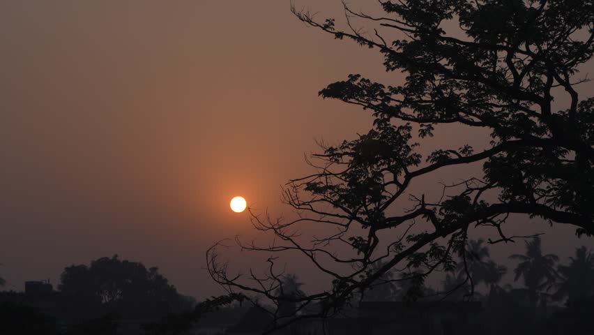 The sun is rising from beside the trees in the morning.