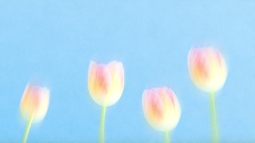 Four pastel tulips rising and blooming on soft blue background in dreamy retro vintage style with film grain and soft blur, horizontal 16:9 floral video for spring Easter and aesthetic branding