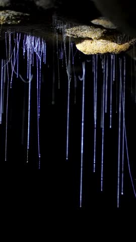 Vertical format macro footage of bioluminescent glowworm larvae and their glowing sticky silk threads in Waitomo Cave, New Zealand