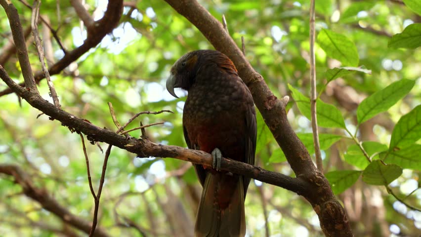 New Zealand Kaka perches on a forest branch in Zealandia, framed by lush green foliage in a natural native bird habitat.