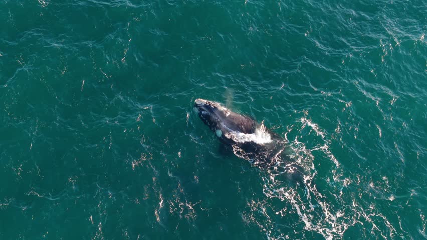 Southern right whale Eubalaena australis (family Balaenidae) surfaces in Golfo Nuevo Patagonia Argentina showing slow swim and breathing behavior typical of calm feeding or transit, drone tracking
