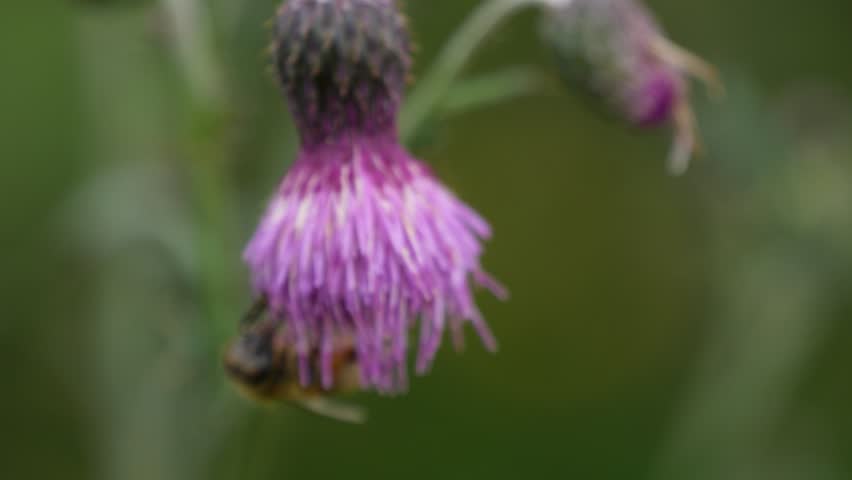 Honeybee with Pollen Sacs Collecting Nectar from Purple Thistle Flower in Natural Garden