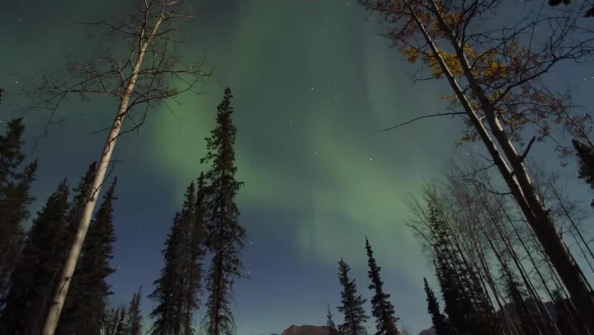 A breathtaking view of the Northern Lights illuminating the night sky over a dense forest, captured from a low-angle perspective looking upwards.