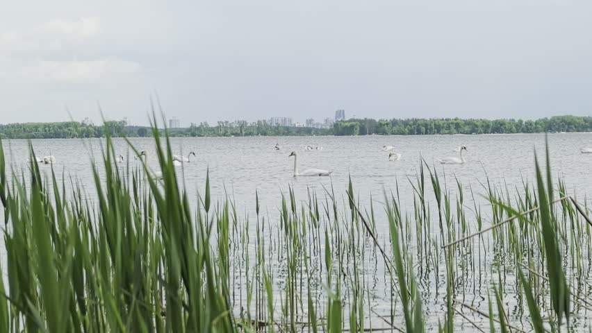 Wild swans on a large lake, white boat in background, focus on wildlife and habitat, cloudy weather