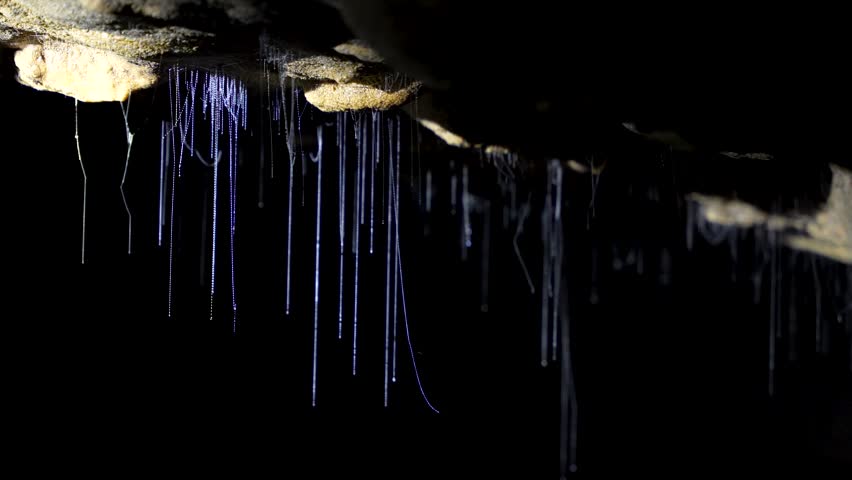 Glowworms in Waitomo Cave hang from the ceiling in New Zealand, softly lit.