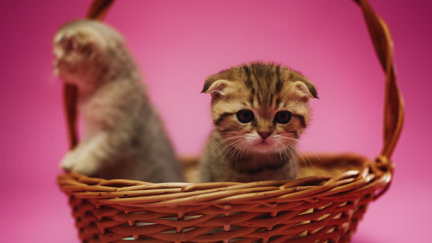 Portrait of adorable purebred kitten climbing out of wicker basket