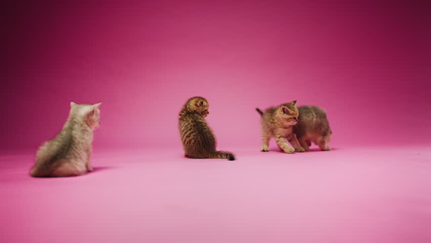 Purebred kittens playing with pet ball toy on pink background, cat show event
