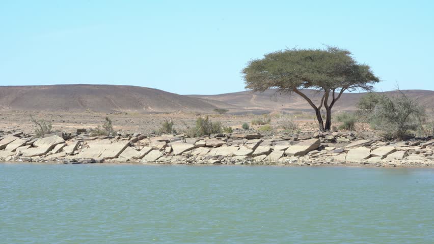 Lone Tree Growing on Rocky Shoreline of Desert Water Body

