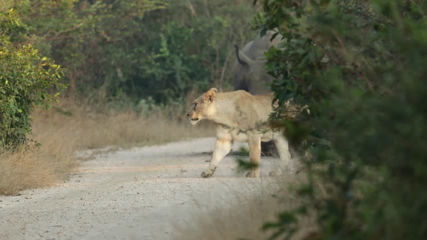 a lioness making way for a big white rhino bull