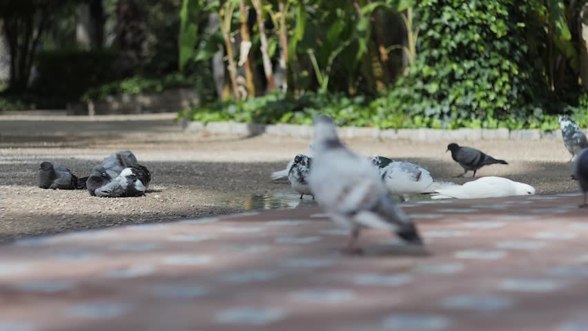 Super slow motion of pigeons washing themselves in a puddle. Recorded in 180fps.