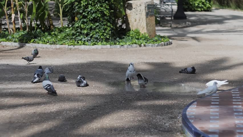 Static shot of Pigeons washing themselves in a puddle. Super slow motion. Recorded at 180fps.Municipal park, Elche, Spain.