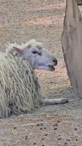 Farm sheep with long shaggy wool lying on the ground and chewing cud in a barnyard
