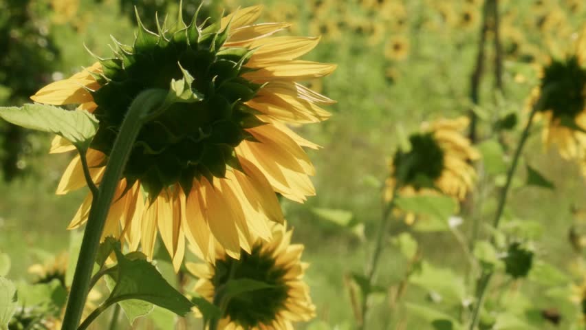 bees on sunflower in sunflower field during summer