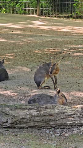 Two patagonian mara animals relaxing in a zoo enclosure, with one resting and one grooming itself