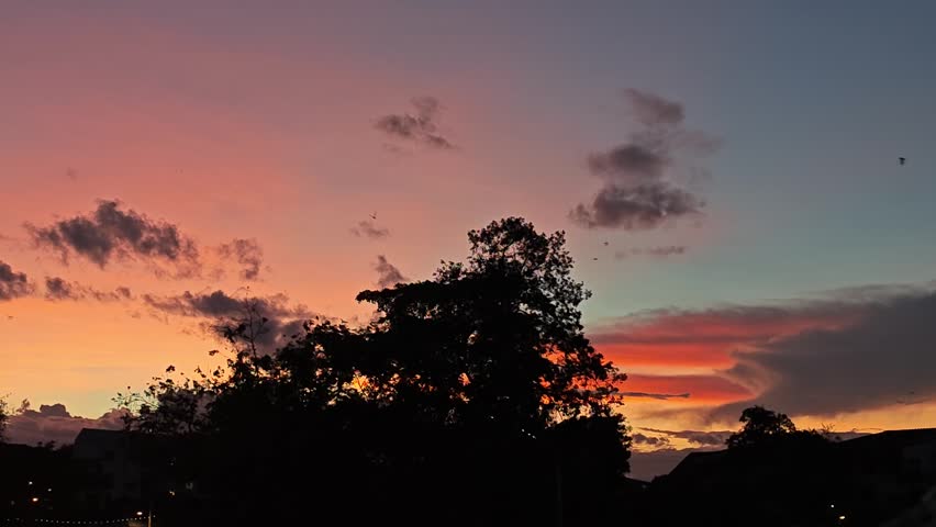 Beautiful sunset sky with orange and purple gradients and tree.
