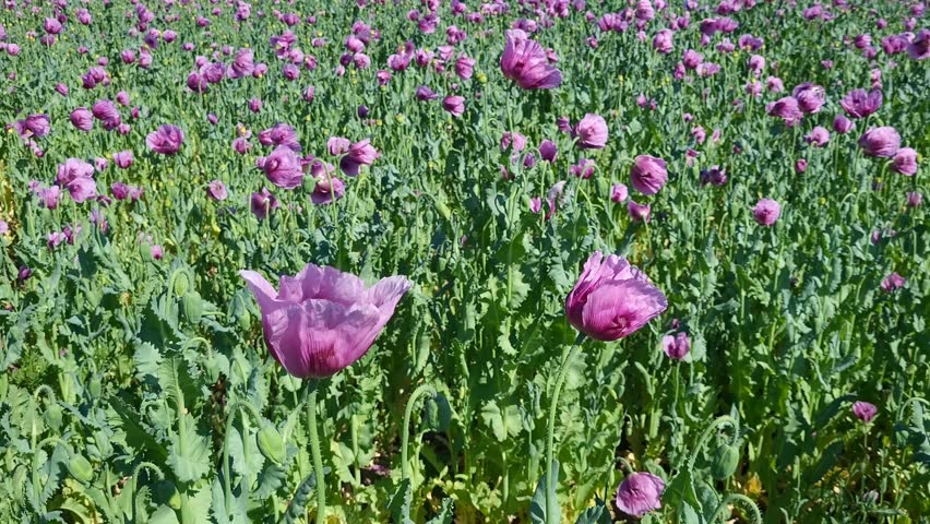 Field of blossoming purple poppy flowers on a bright sunny spring day