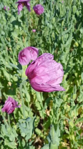 Field of blossoming purple poppy flowers on a bright sunny spring day