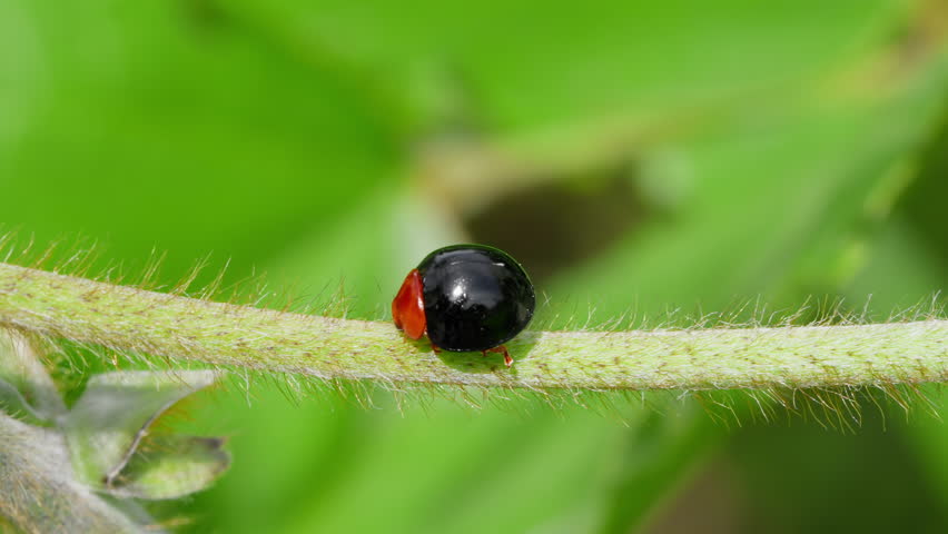 Close-Up of Black Ladybug (Synona consanguinea) Walking on Kudzu Stem