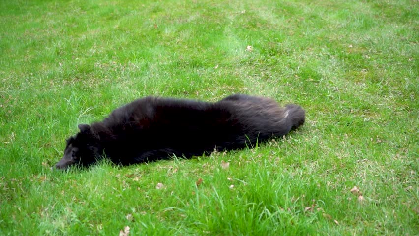 Black fluffy dog rolling in the grass and enjoying life while showing off its belly.