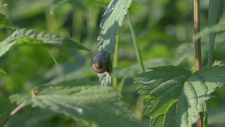 Garden Snail on Green Leaf - Wide Macro Shot