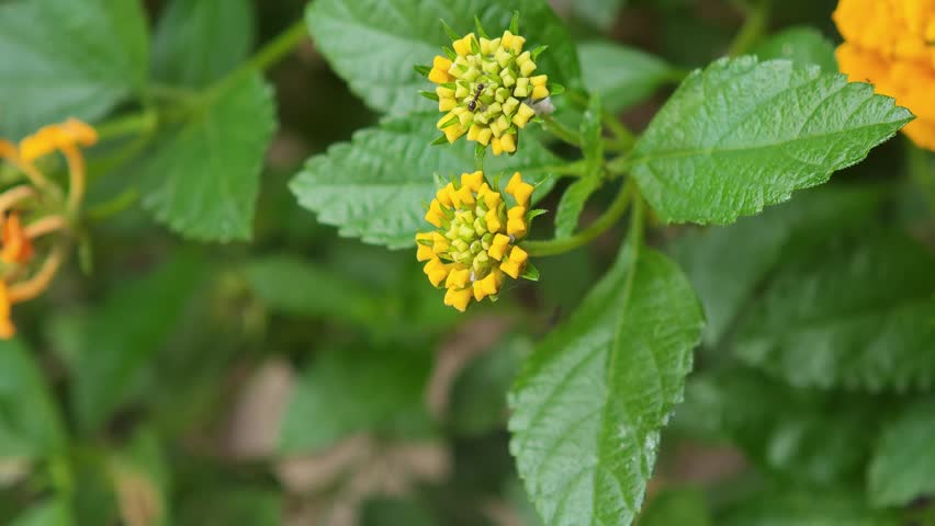 Lantana camara,  A yellow flower
