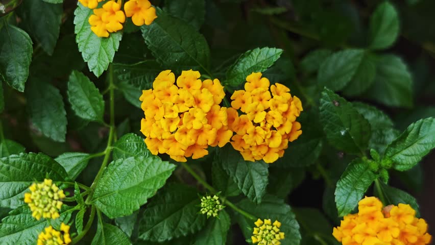 Lantana camara,  A yellow flower