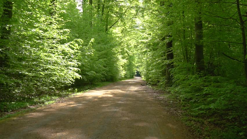 Leaning upwards to the sky, a sunlit forest path leading through a lush deciduous woodland. Green foliage and tall tree trunks create a peaceful summer nature background.