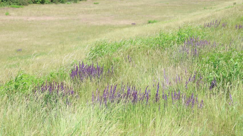 Purple Wildflowers on Sunny Hillside