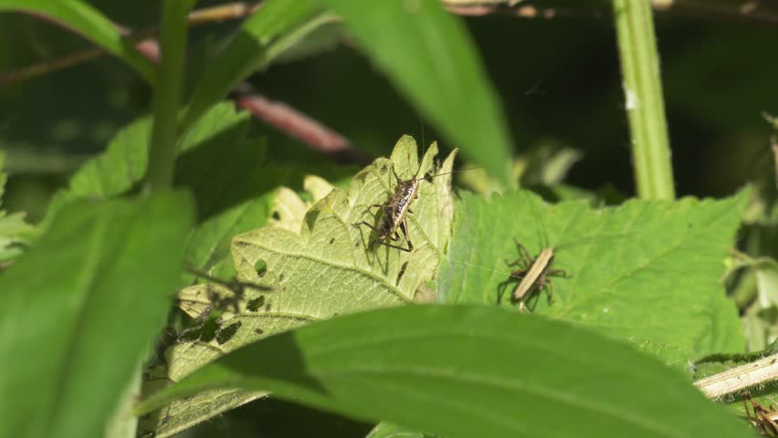 Two Grasshoppers on Green Leaf - 4K Macro Slow Motion
