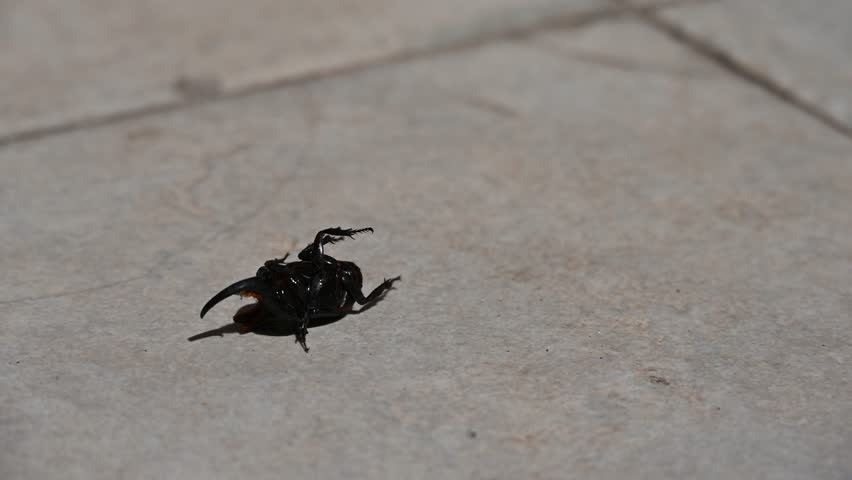 Close-up of a black rhinoceros beetle on a grey surface.