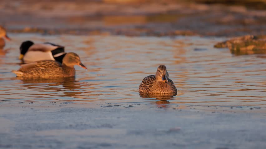 A female mallard duck swims in an ice hole surrounded by frozen water at sunset. Other ducks rest in the background. Golden hour light reflects beautifully on the surface.