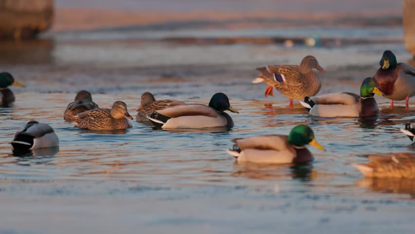 A flock of mallard ducks swims in an ice hole on a frozen winter lake. Drakes and hens glide through the water, beautifully illuminated by the warm orange glow of the sunset. Low angle.
